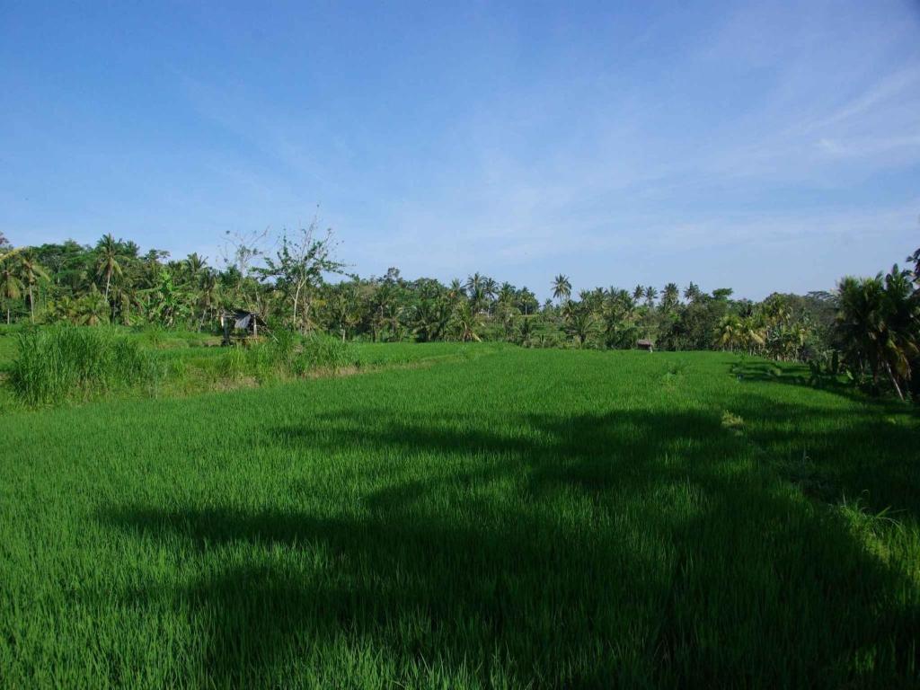 Hotel Omah Apik Ubud Zewnętrze zdjęcie