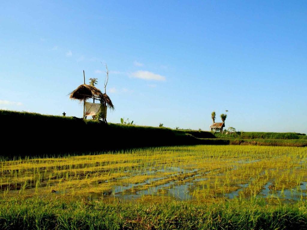Hotel Omah Apik Ubud Zewnętrze zdjęcie